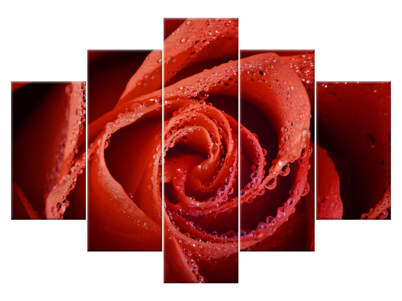 

Obraz Mocna czerwień 150x105 Kwiaty 1747A_5H