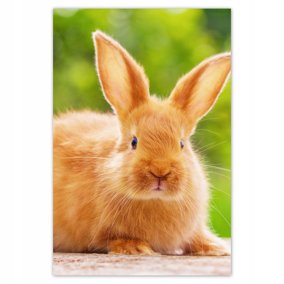 

Plakaty 62x93 Króliczek wielkanocny