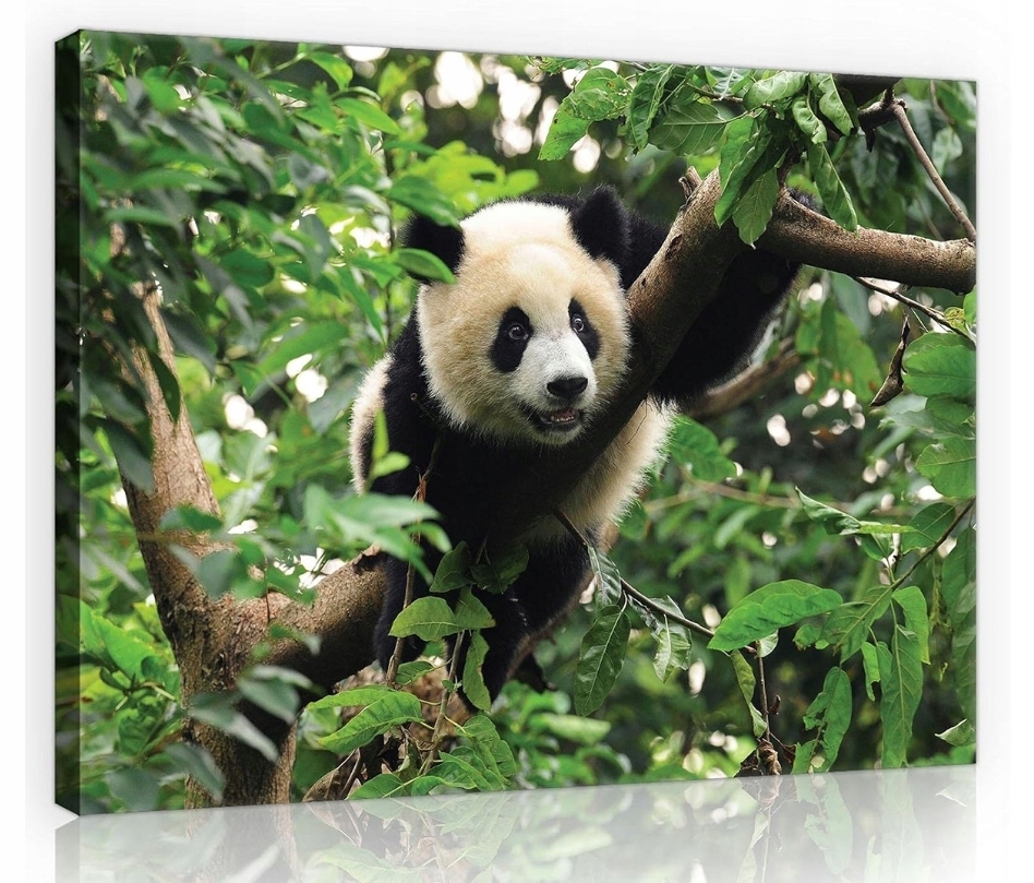 Obraz 80x60 Panda na stromě divoká příroda les bambus klid zeleň