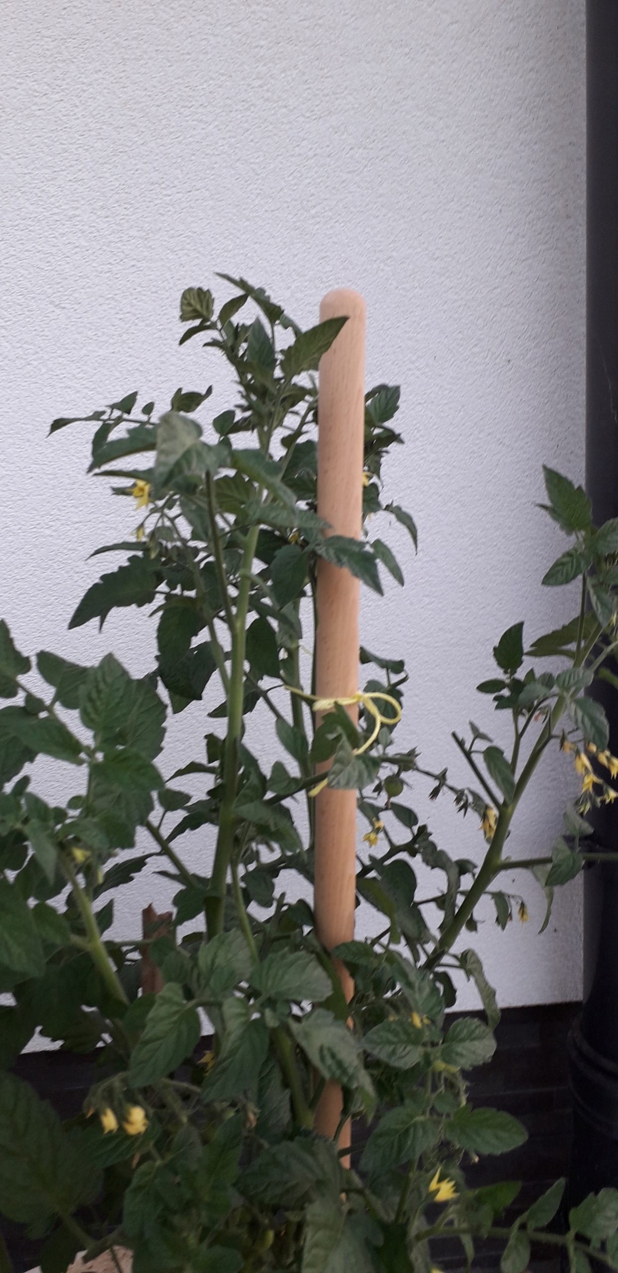 

Podpórka Palik podpora pomidorów tyczka 90 cm 22