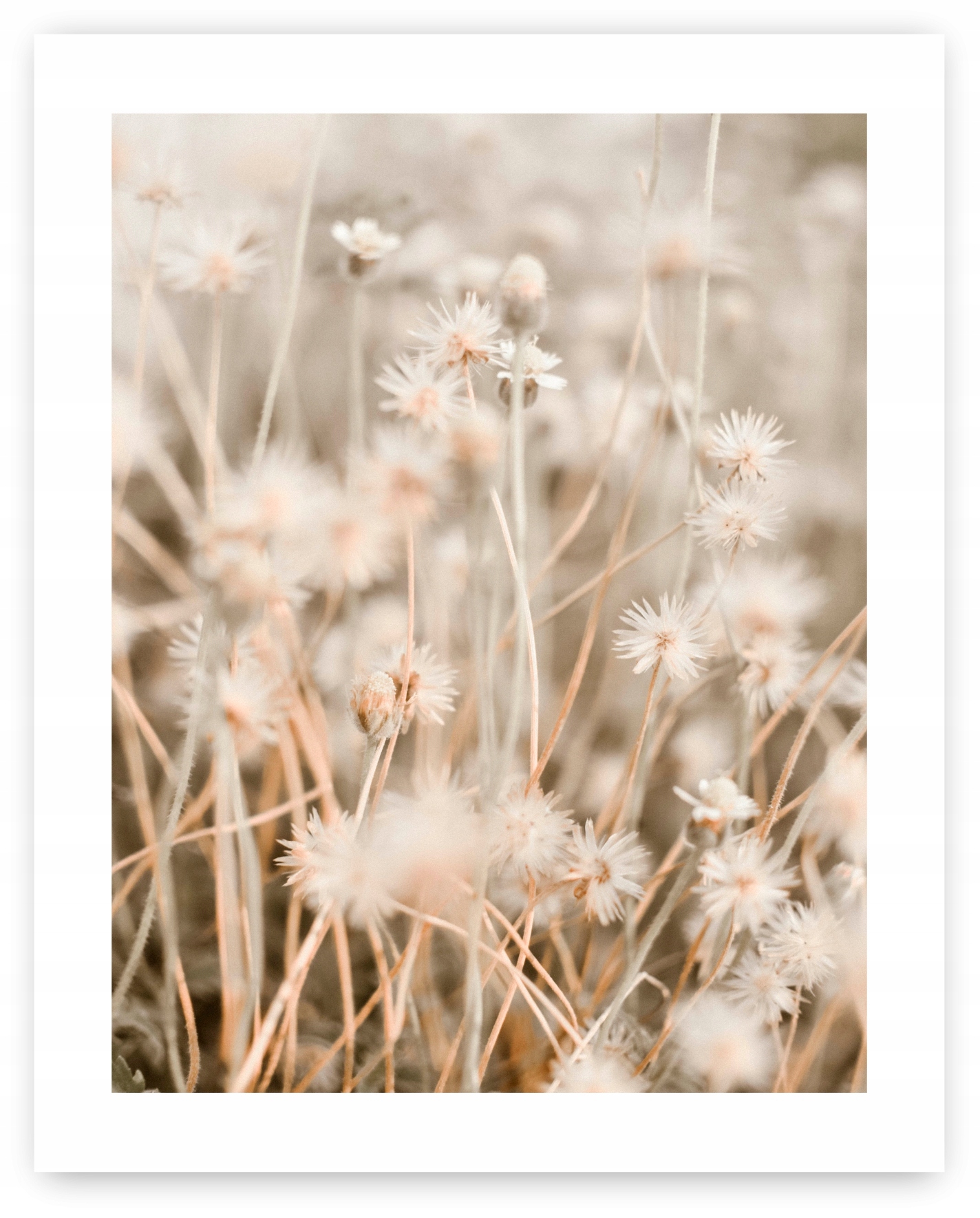 Boho trawy beż plakat 40x50 cm #20D