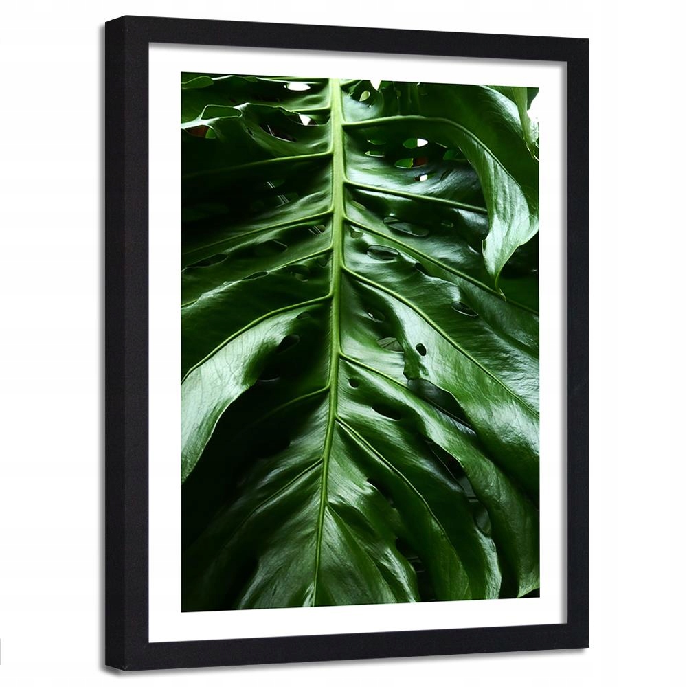 

Obraz W Ramie Monstera Natura Plakat 60x90