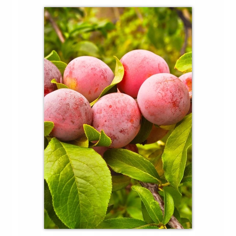 

Plakat 62x93 Pyszne śliwki