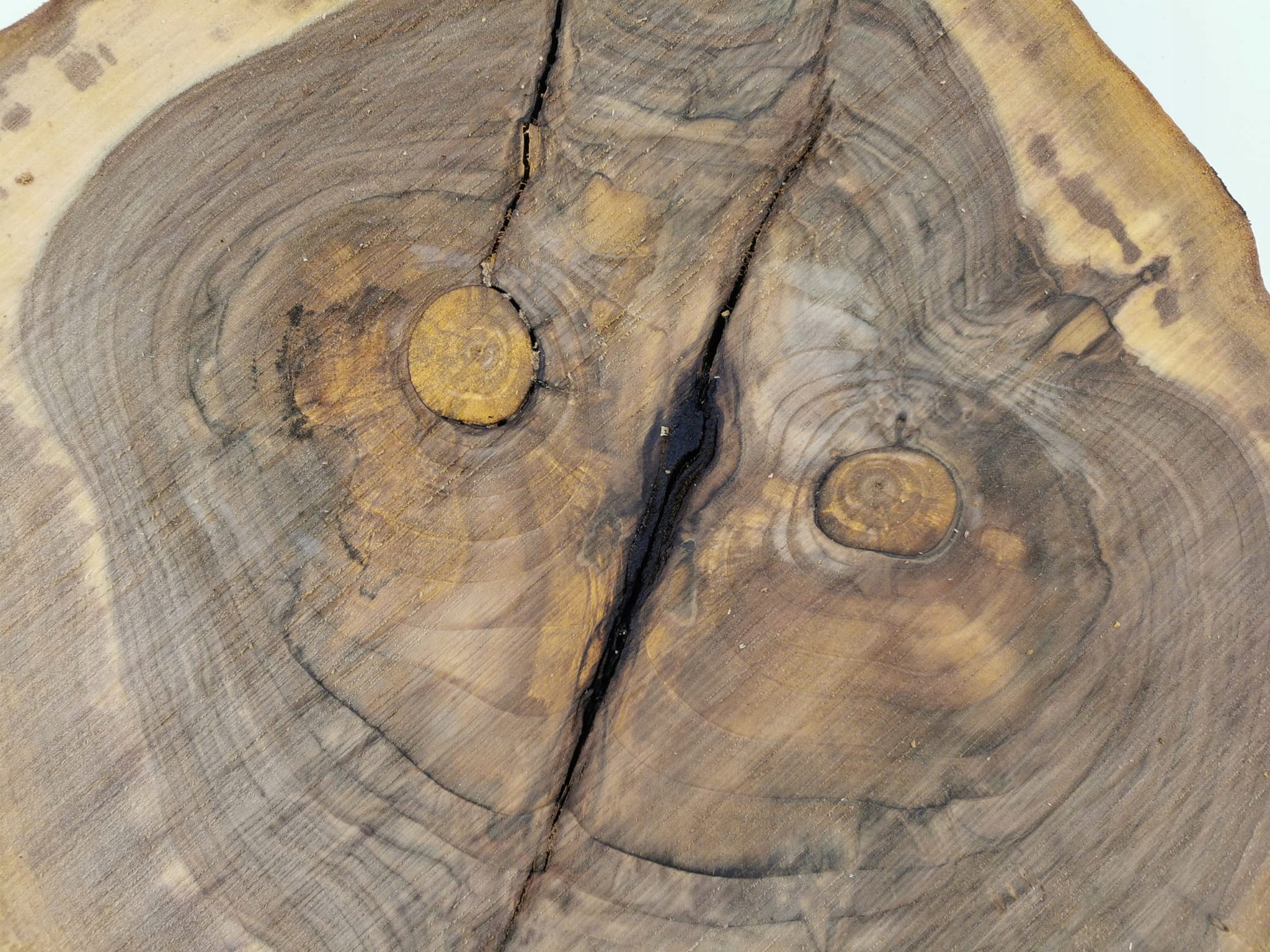 Plaster Orzecha Włoskiego 59x56 Tarcica Krążki Marka Inna