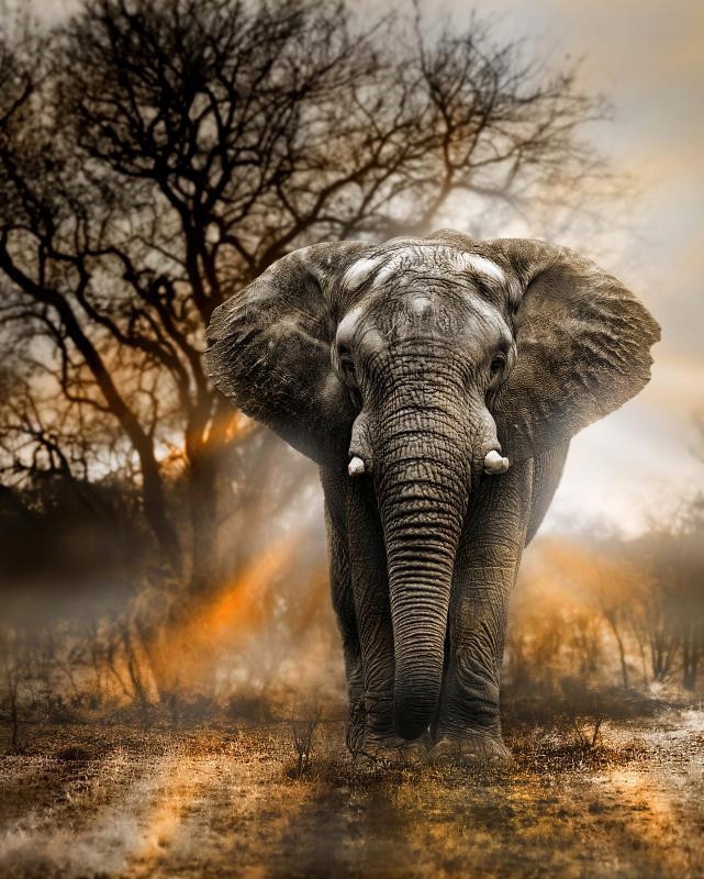 Mozaika diamantová malba