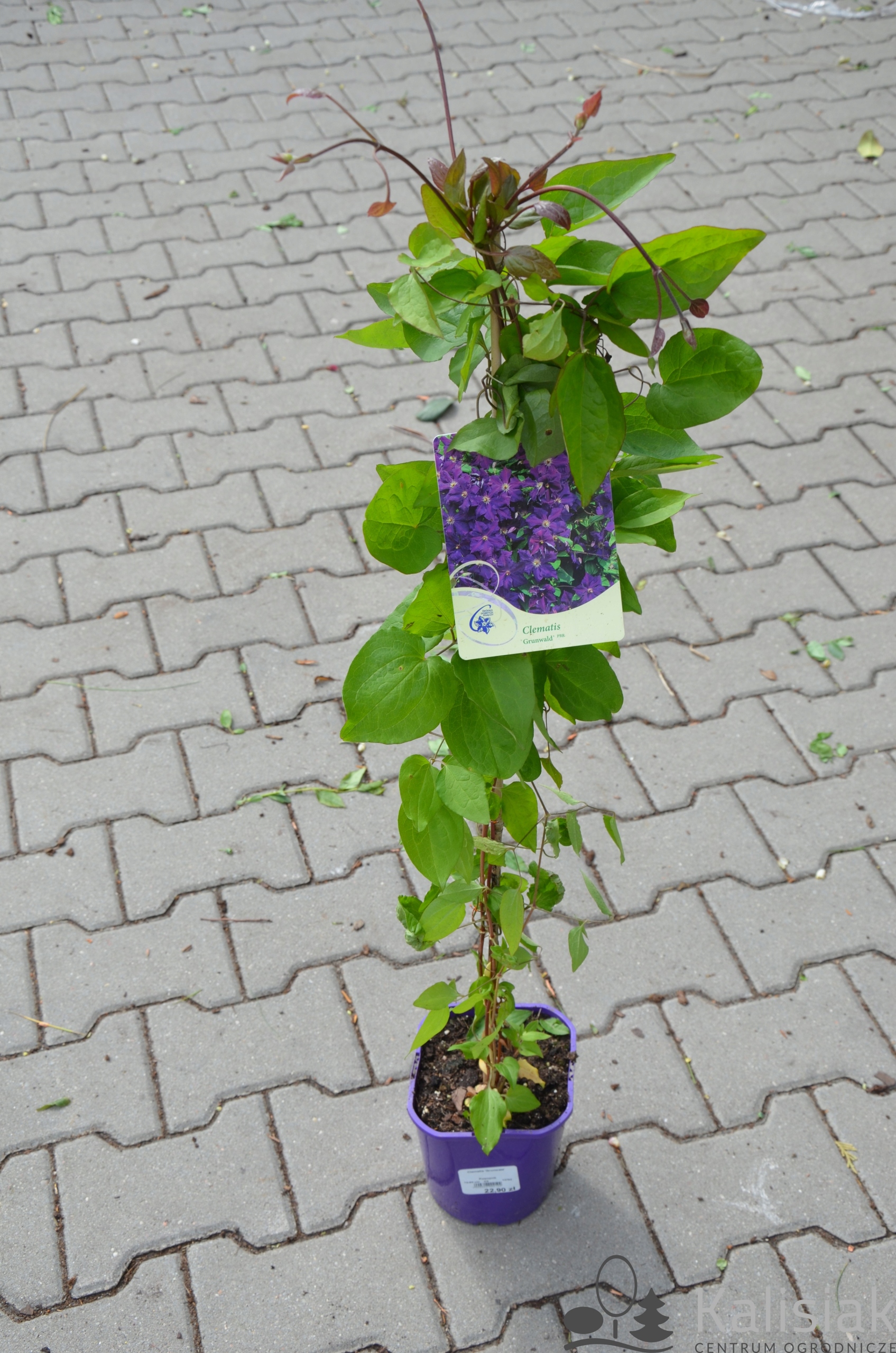 Clematis 'Grunwald' Powojnik 70-90 cm 2L