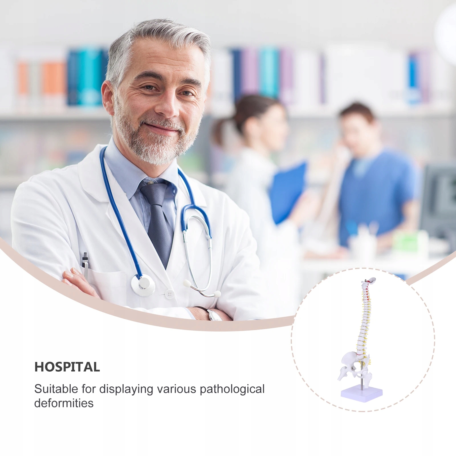 Model kręgosłupa Manekin Marka bez marki