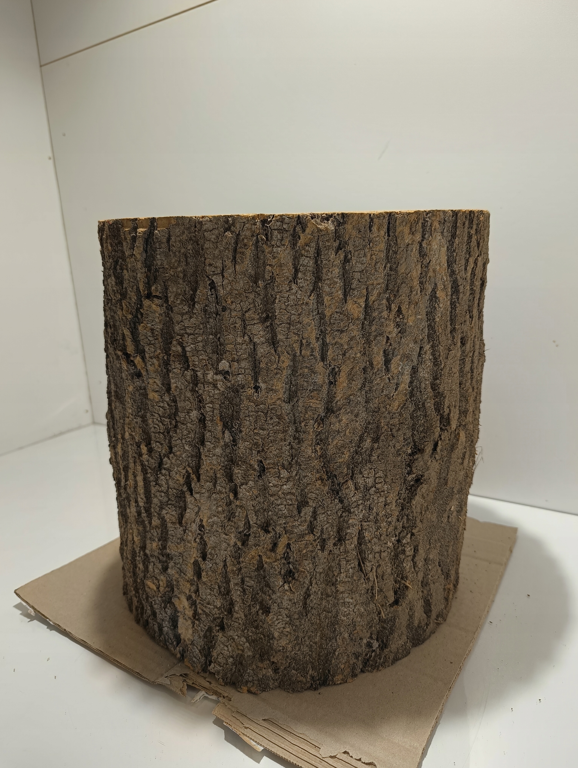 PNIAK JESIONOWY PIEŃ KLOCEK JESIONOWY BARDZO TWARDY ZDROWY WIELKI XXL 36-45 Marka inna