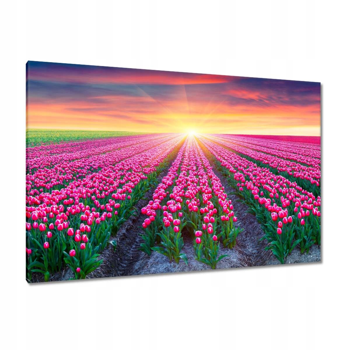 Obrazy 120x80 Moře tulipánů Květiny