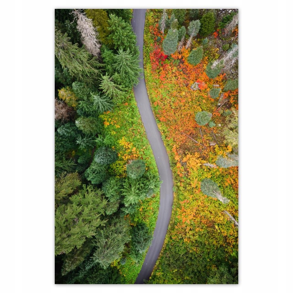

Plakat 62x93 Droga Las Jesień