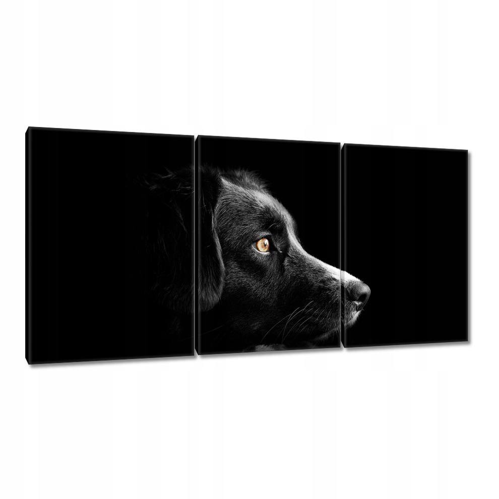 

Obrazy 120x60 Czworonożny przyjaciel