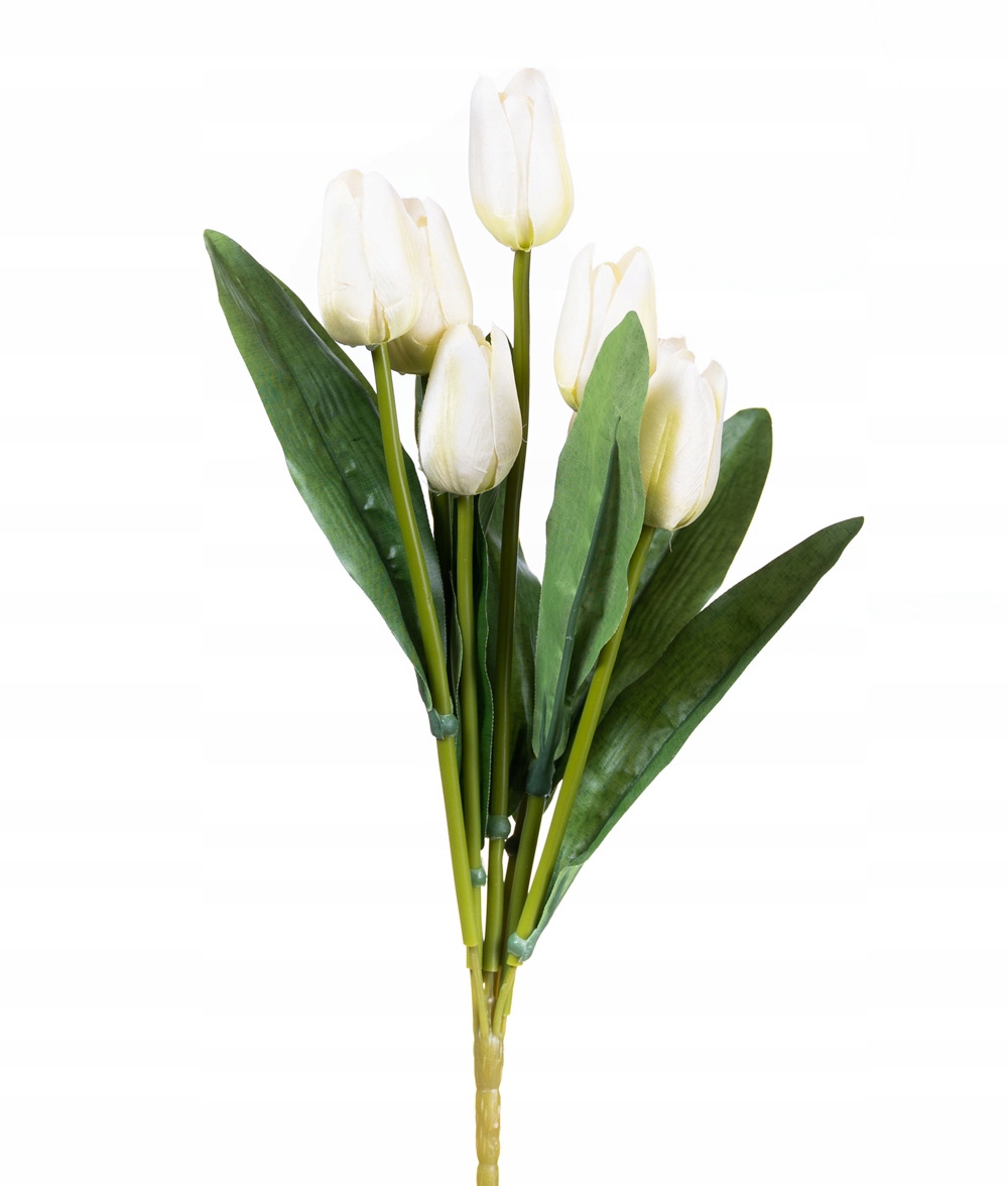 

Tulipan tulipany bukiet kwiatów biało zielony