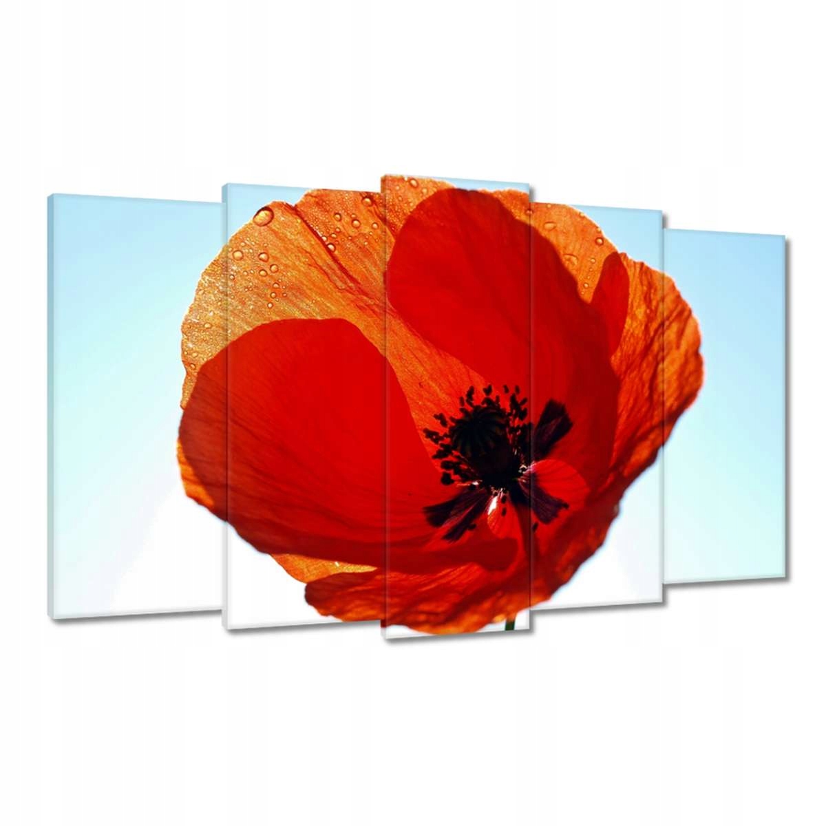 Obrazy 100x60 Mák Máky Květiny