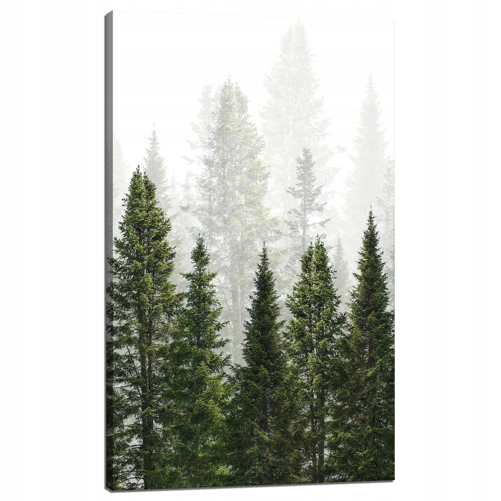 Obraz na plátně Dešťový les Příroda Stromy 60x100 cm