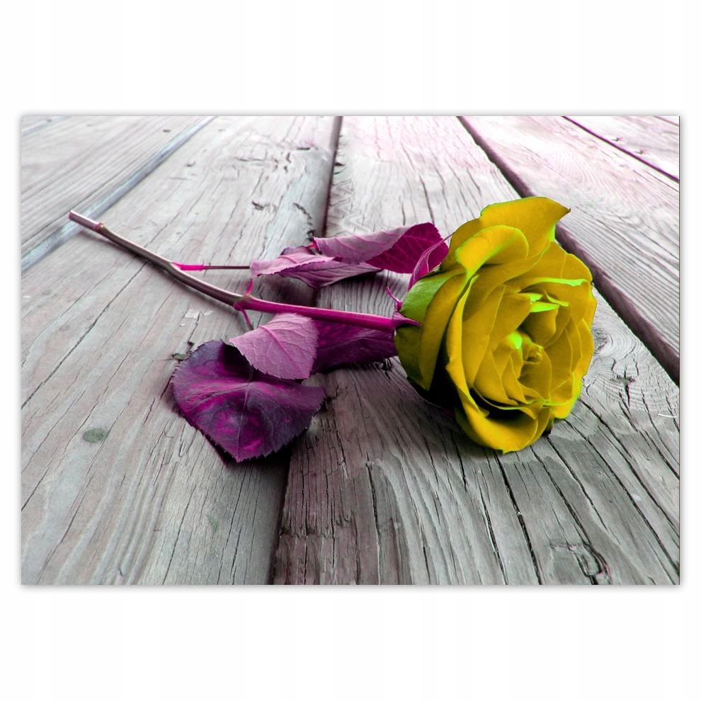 

Naklejki 70x50 Freeky rose