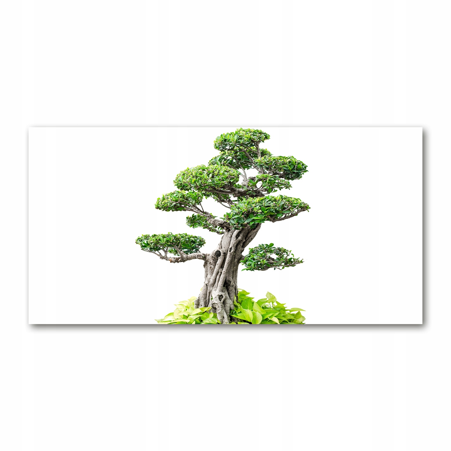 

Foto obraz akryl zdjęcie Drzewo bonsai 120X60 cm