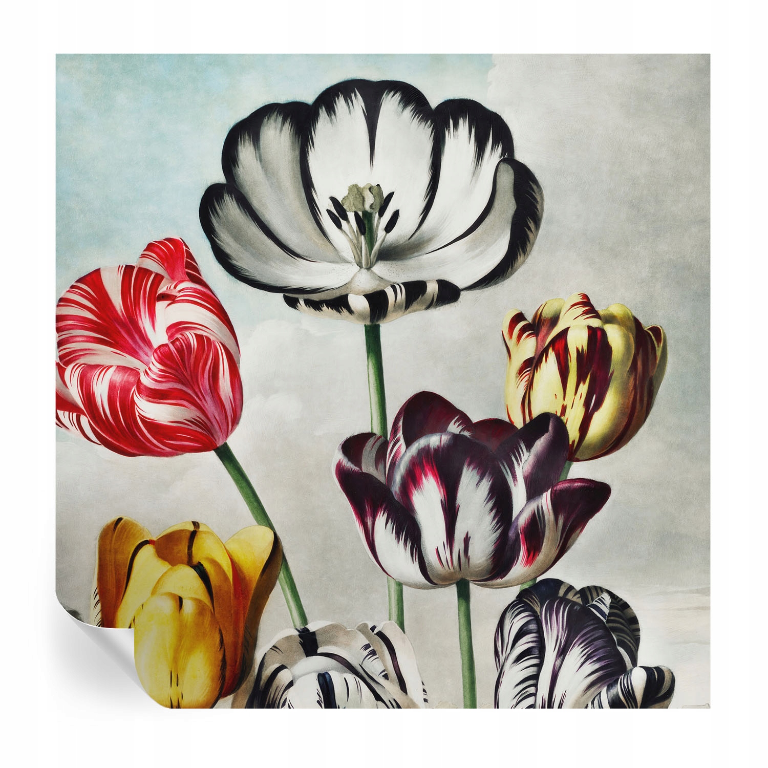 Dekorativní Samolepicí fototapeta Barevné tulipány 250 x 250 cm