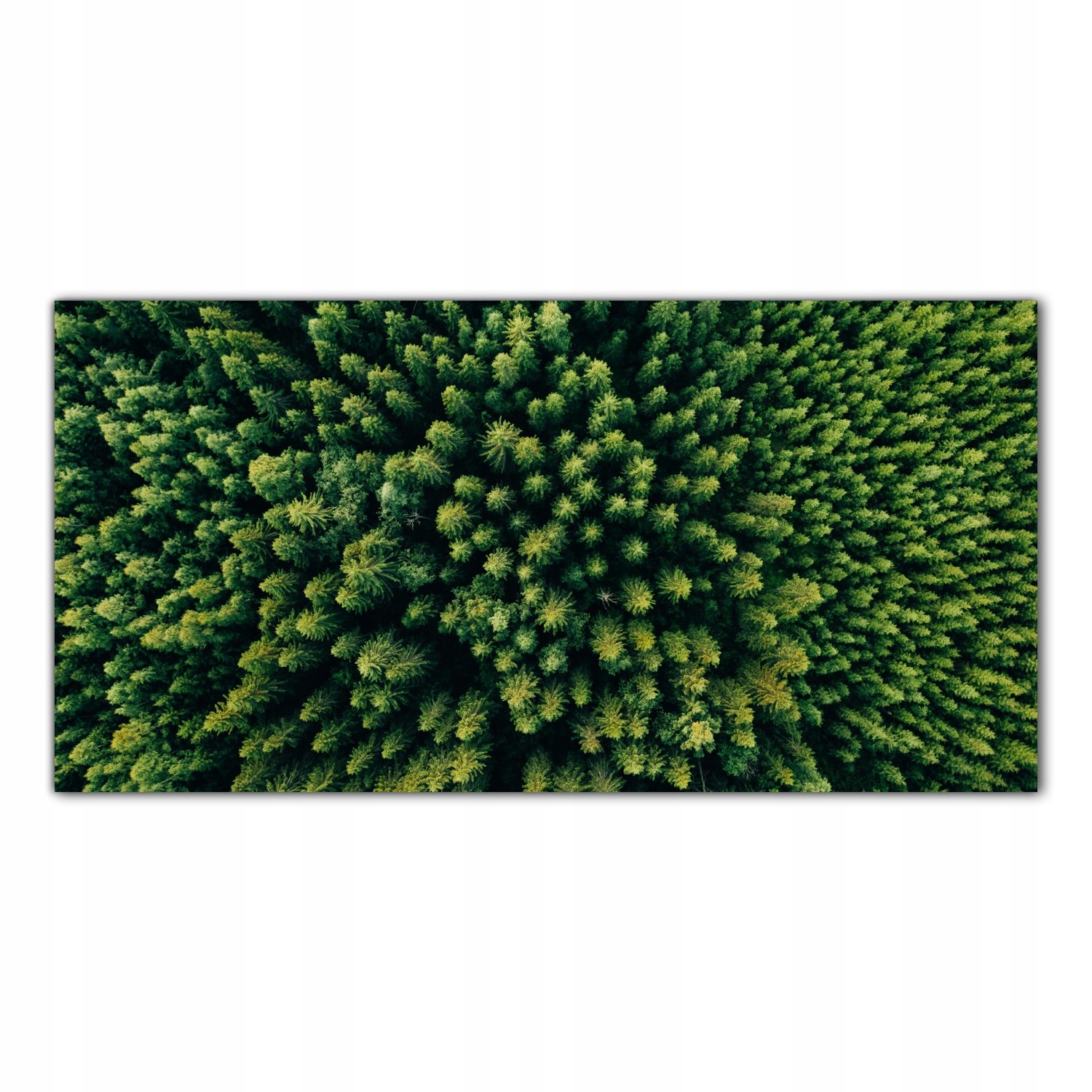

Obraz Szklany Foto-obraz Drzewa Las Natura 120x60