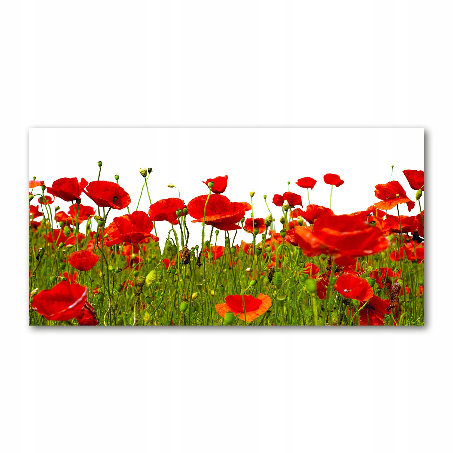 

Foto obraz akrylowy Polne maki zdjęcie 140x70 cm