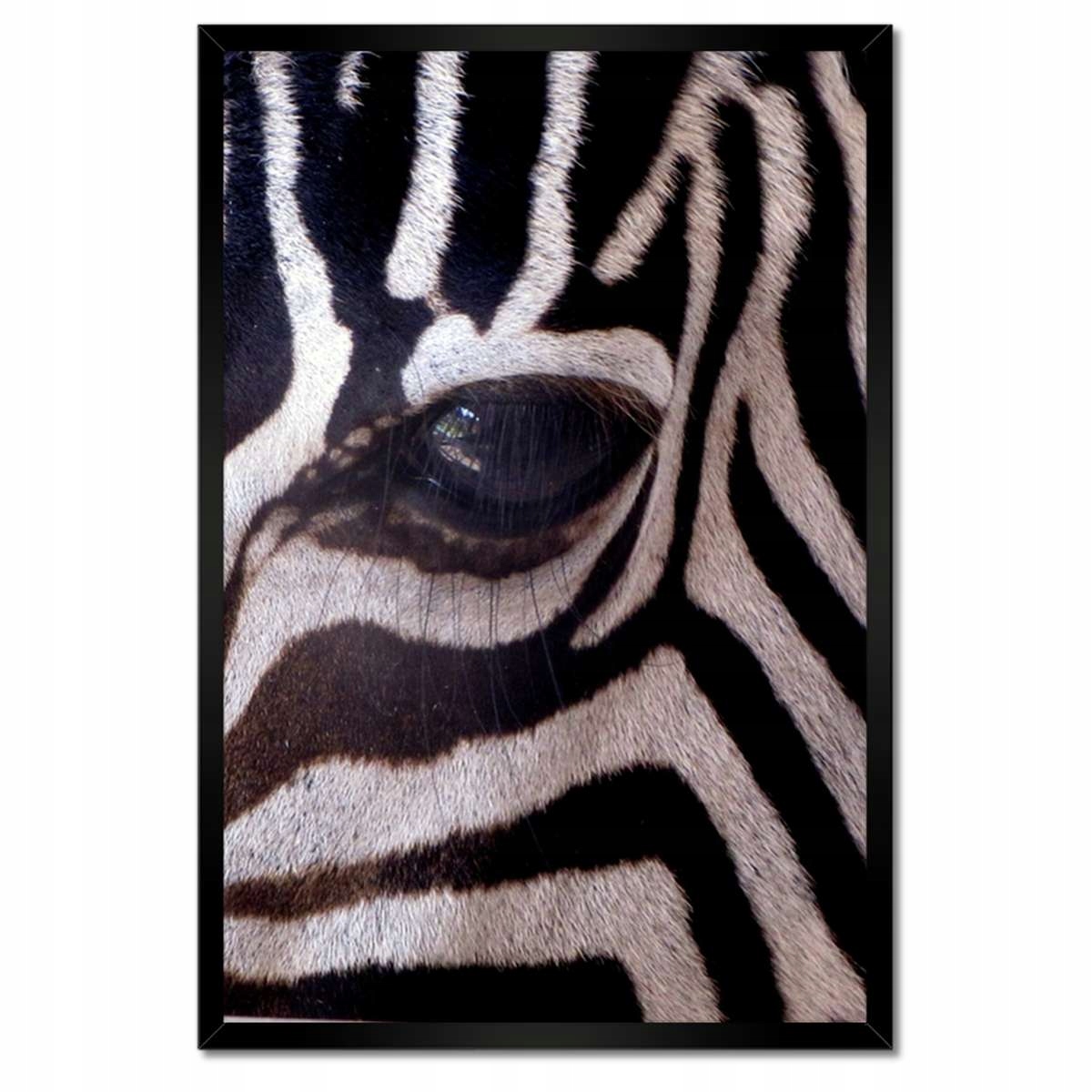 Plakáty v rámu 40x60 Makro fotografie zebra