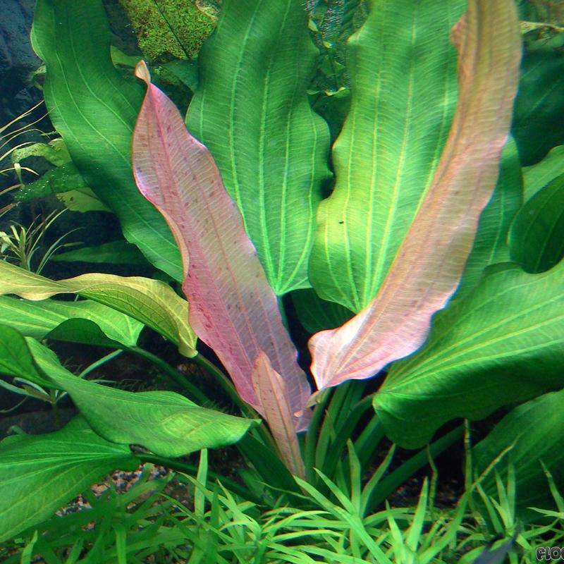 Echinodorus tricolor - RA koszyk duży XXL