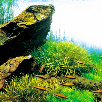 Blyxa japonica - RA koszyk duży XXL