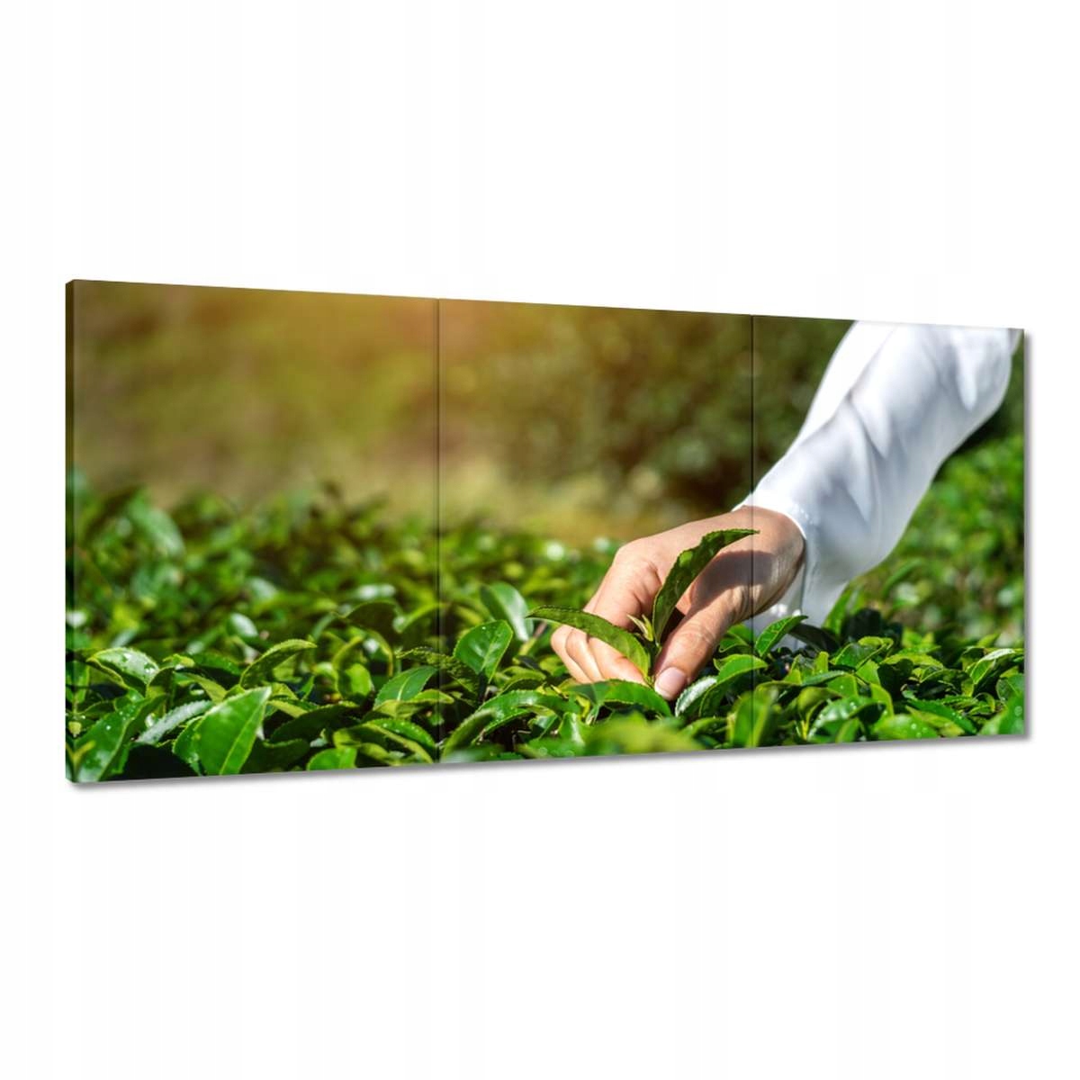 Obrazy 180x90 Zber čajových lístkov