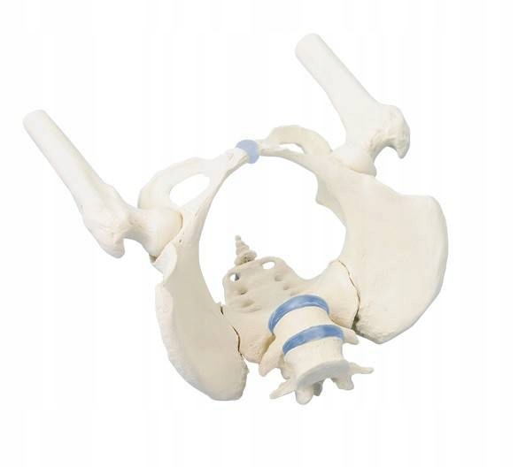 Model Anatomiczny Miednicy z kośćmi udowymi 1:1
