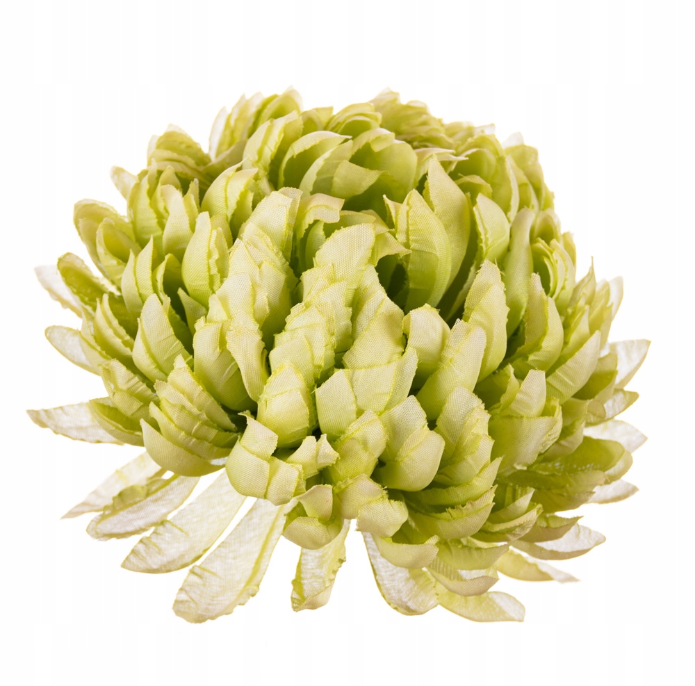 

Chryzantema ananas zielona do wiązanek na grób