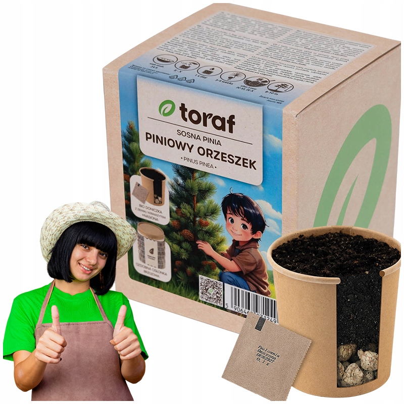 ZESTAW DO SAMODZIELNEJ UPRAWY NASION SOSNA PINIA PINIOWY ORZESZEK TORAF