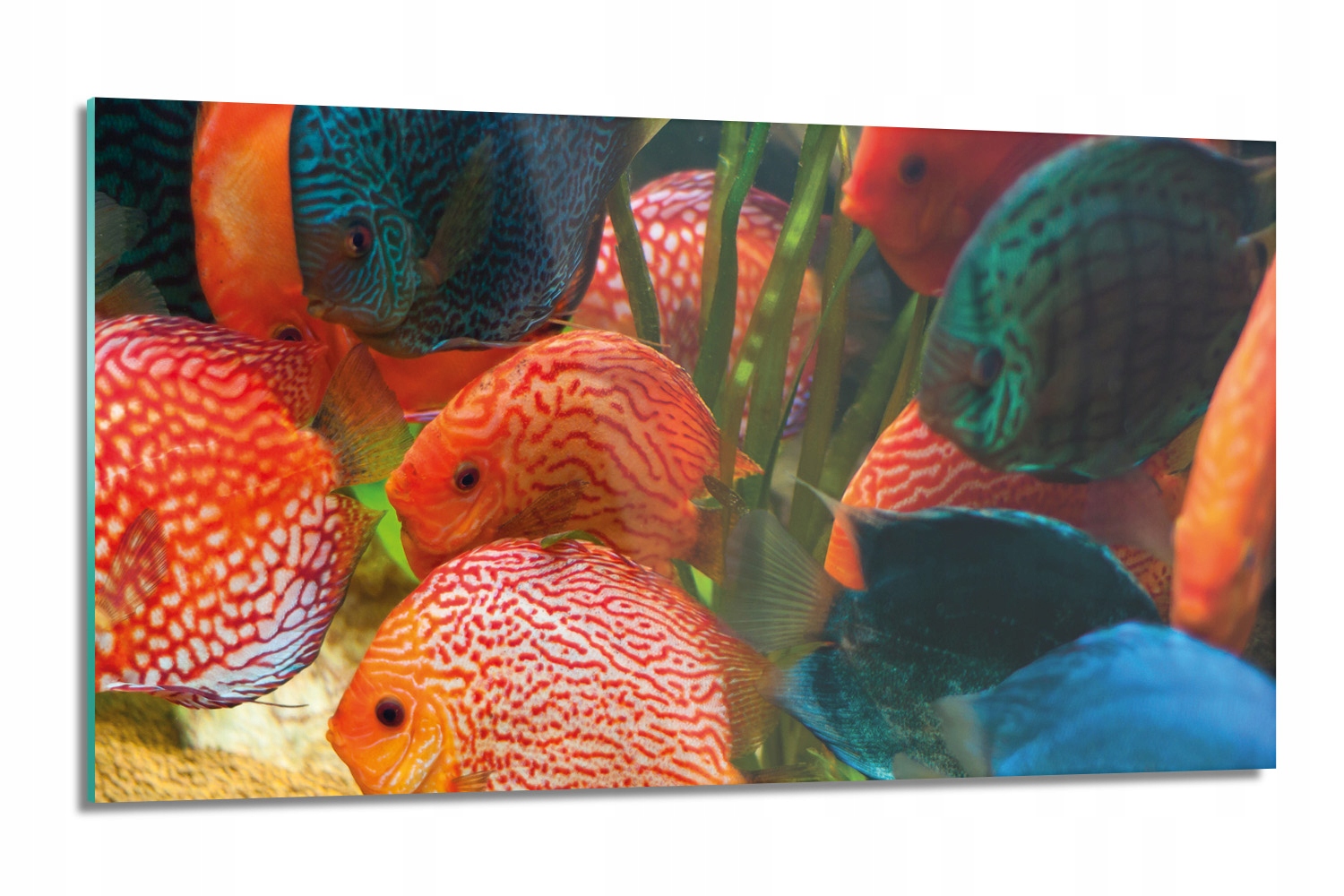 dekor Ryba amazonka rieka lacobel 120x60 stenová
