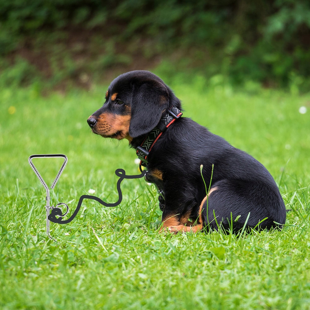 PASEK Z KORKORUTEM STALOWYM PASEK CIĘŻKA SMYCZ ZWIERZĘTA Marka bez marki