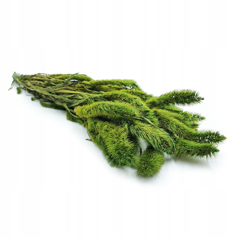 

Włośnica Setaria Setarea J.Zielona Stabilizowana