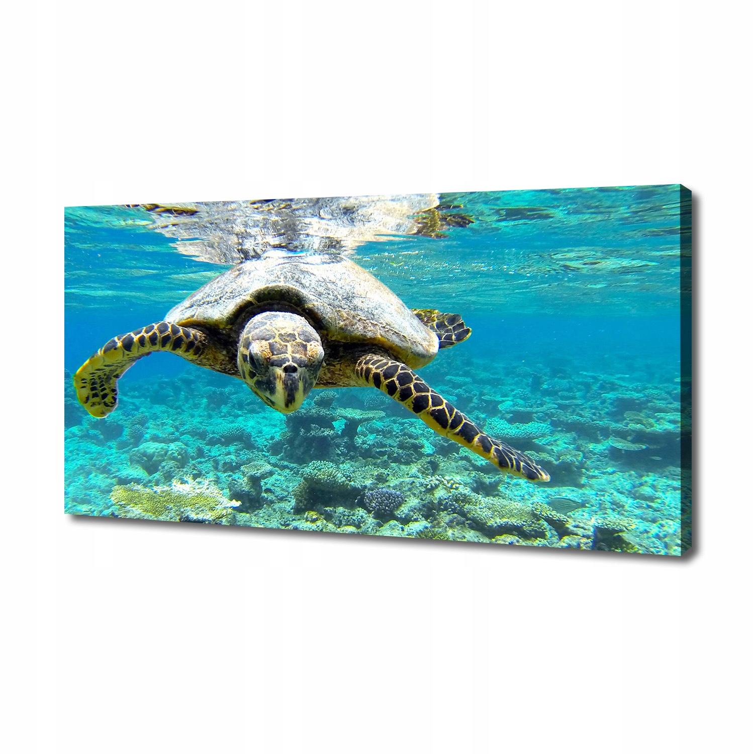 

Foto obraz canvas na ścianę Żółw morski 140x70 cm