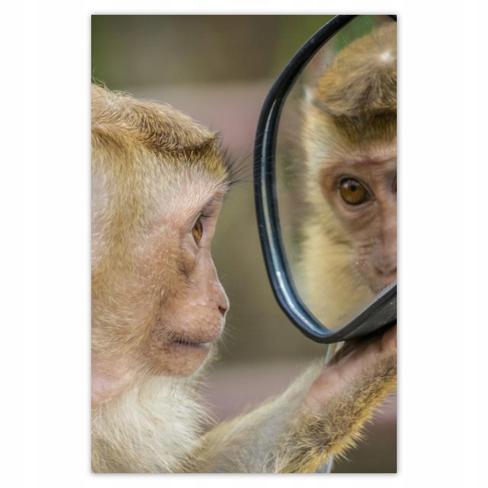 

Plakaty 40x60 Zwierzęta Zwierzątka