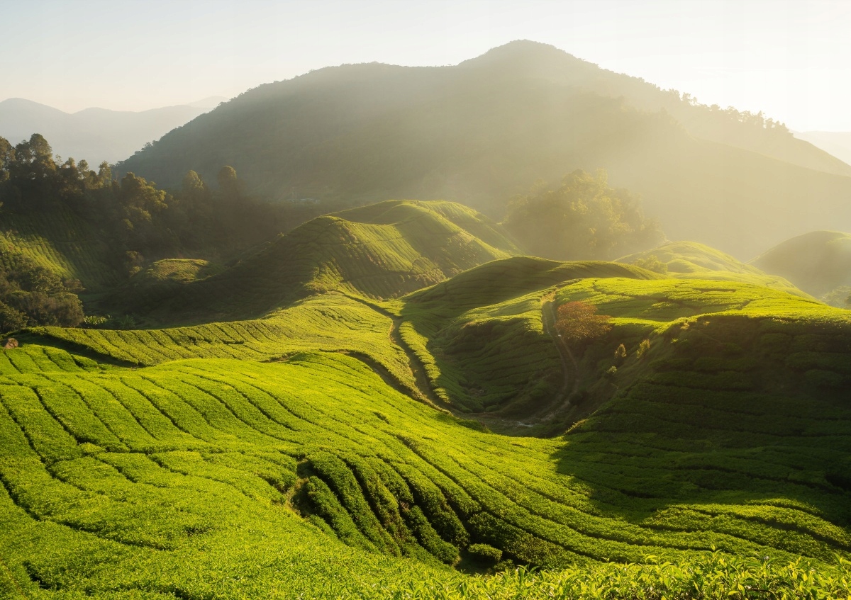 

Fototapeta Flizelinowa Plantacja herbaty 208x146