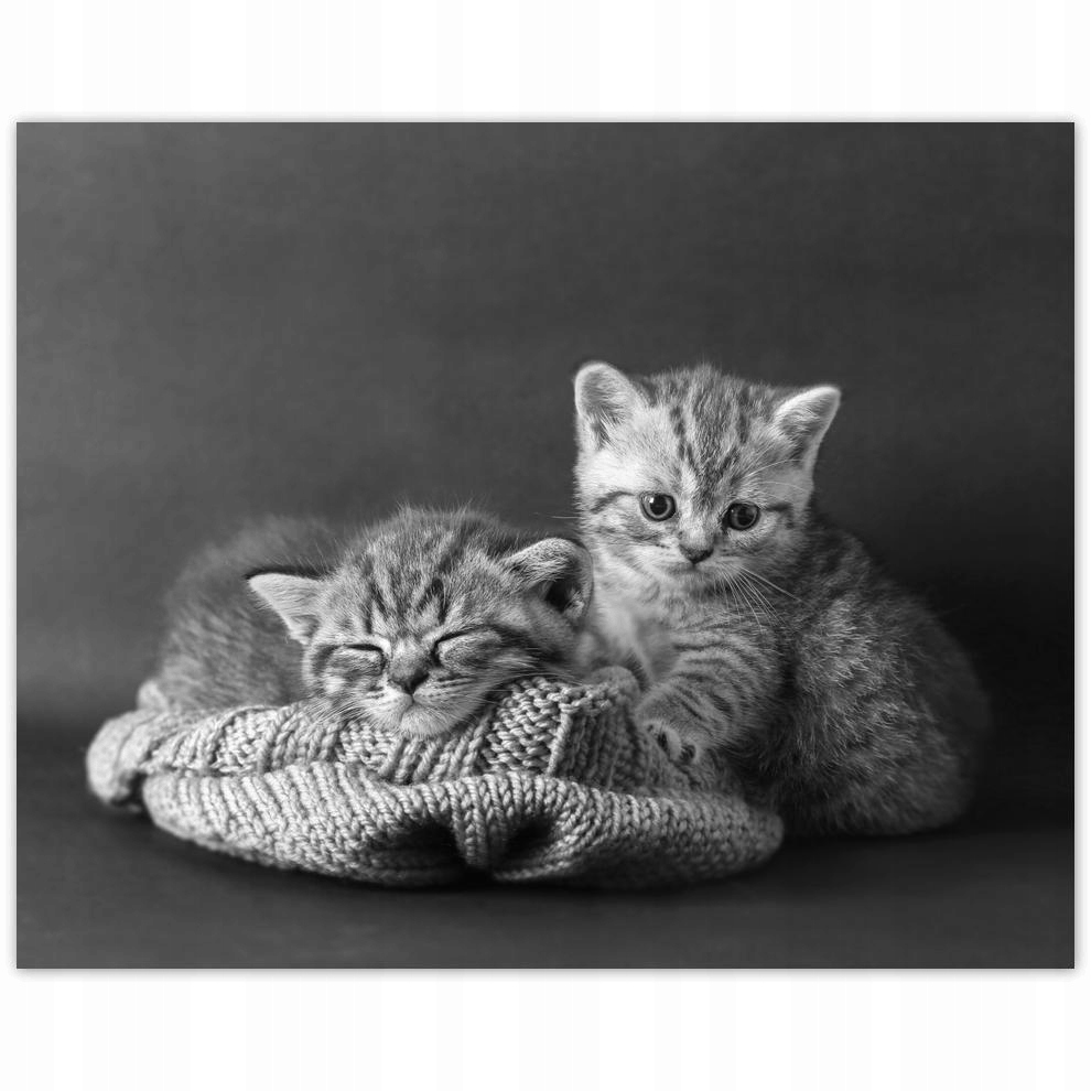 

Plakat 50x40 Kotki Kiciusie Koty Bw