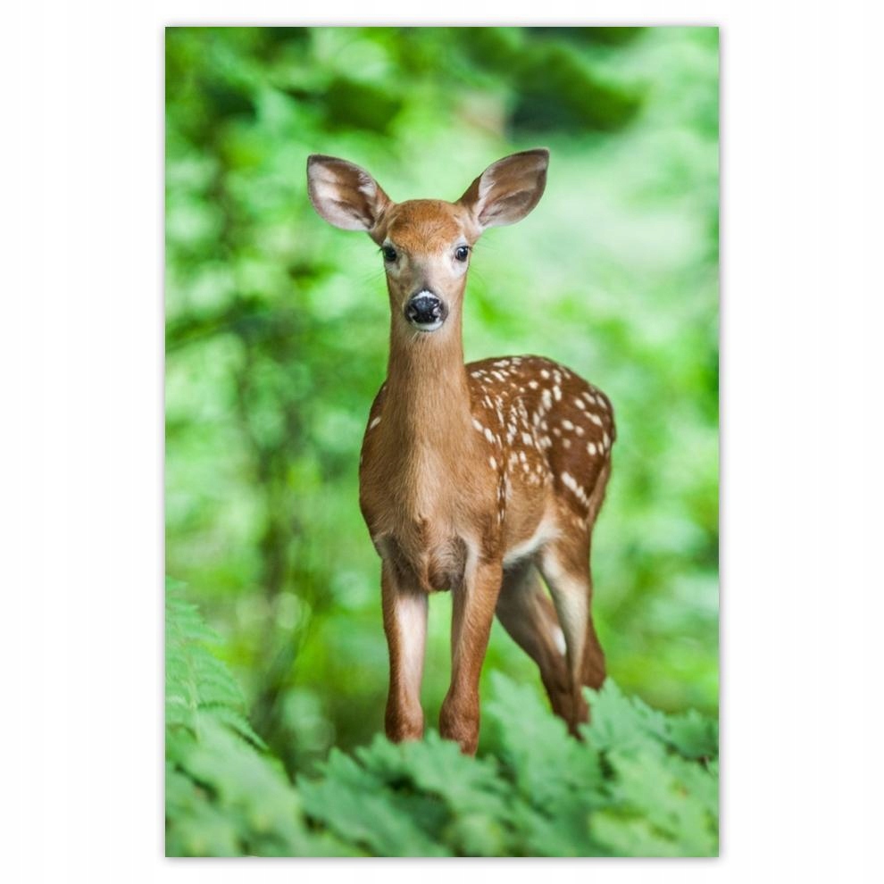 

Plakaty 40x60 Sarenka w lesie Las