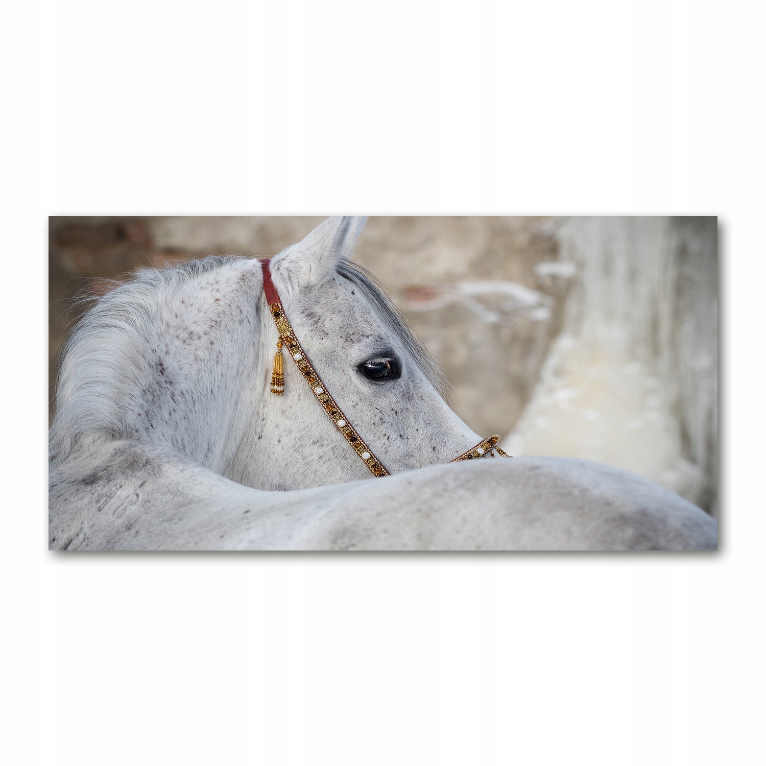 

Foto obraz szkło akryl Biały koń arabski 120X60 cm