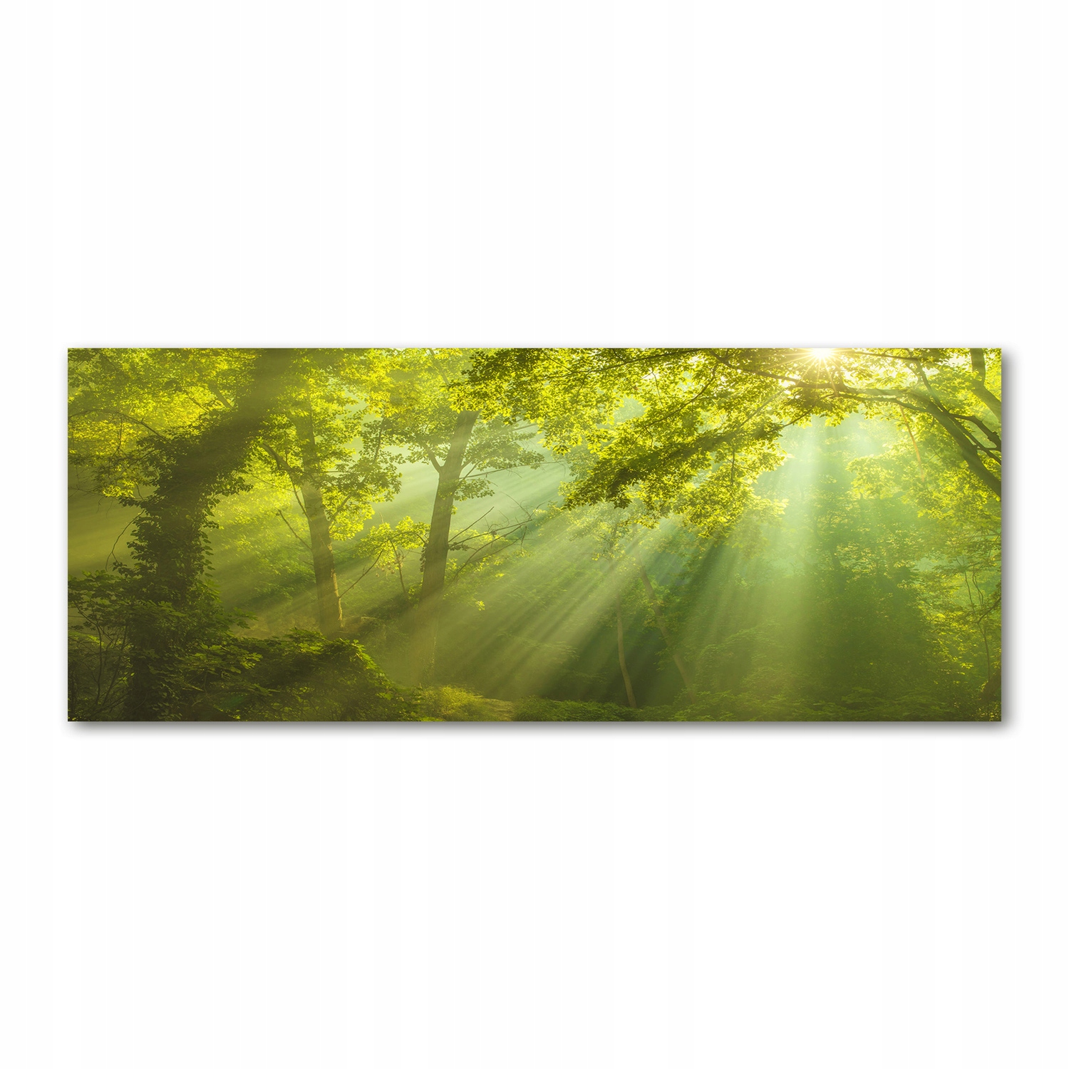 

Foto obraz akryl zdjęcie Las w słońcu 125x50 cm