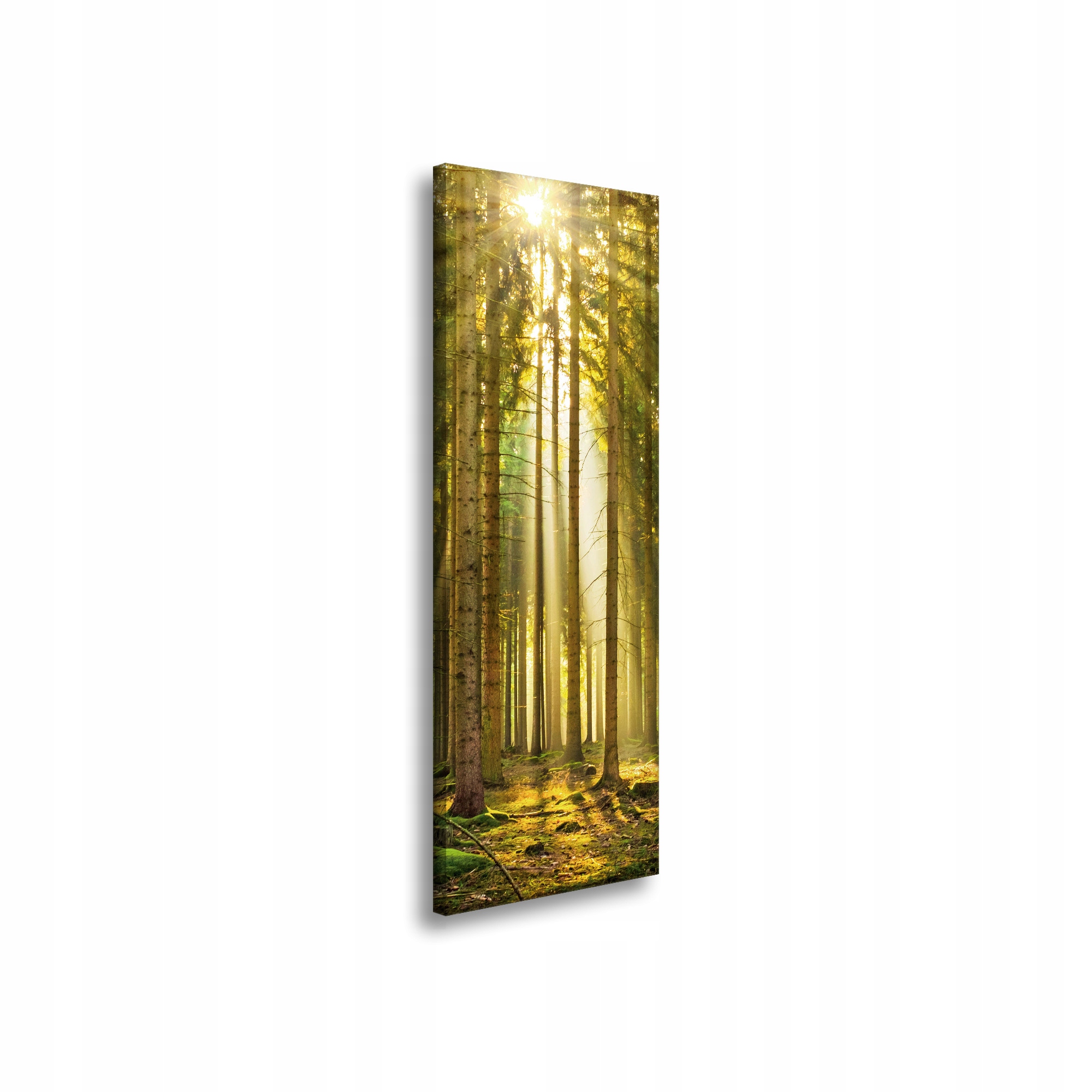 Obraz na plátně Les Stromy Slunce Příroda Jaro 40x120 cm