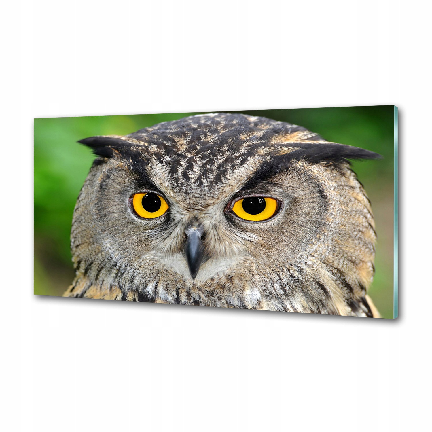 Sklenený panel do kuchyne Sova 100 x 50 cm Lepidlo
