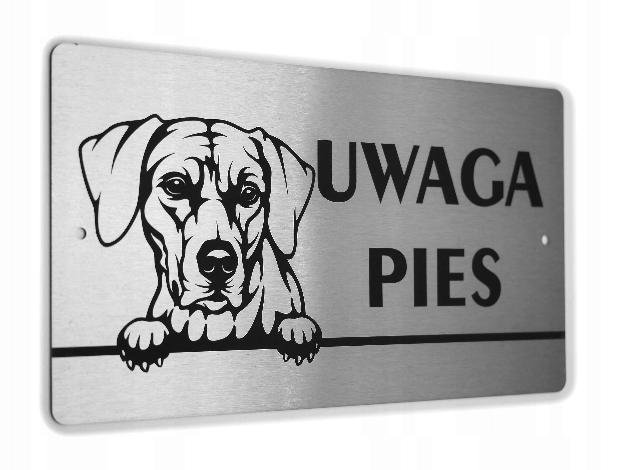 Tabliczka INOX - UWAGA PIES - Rhodesian Ridgeback