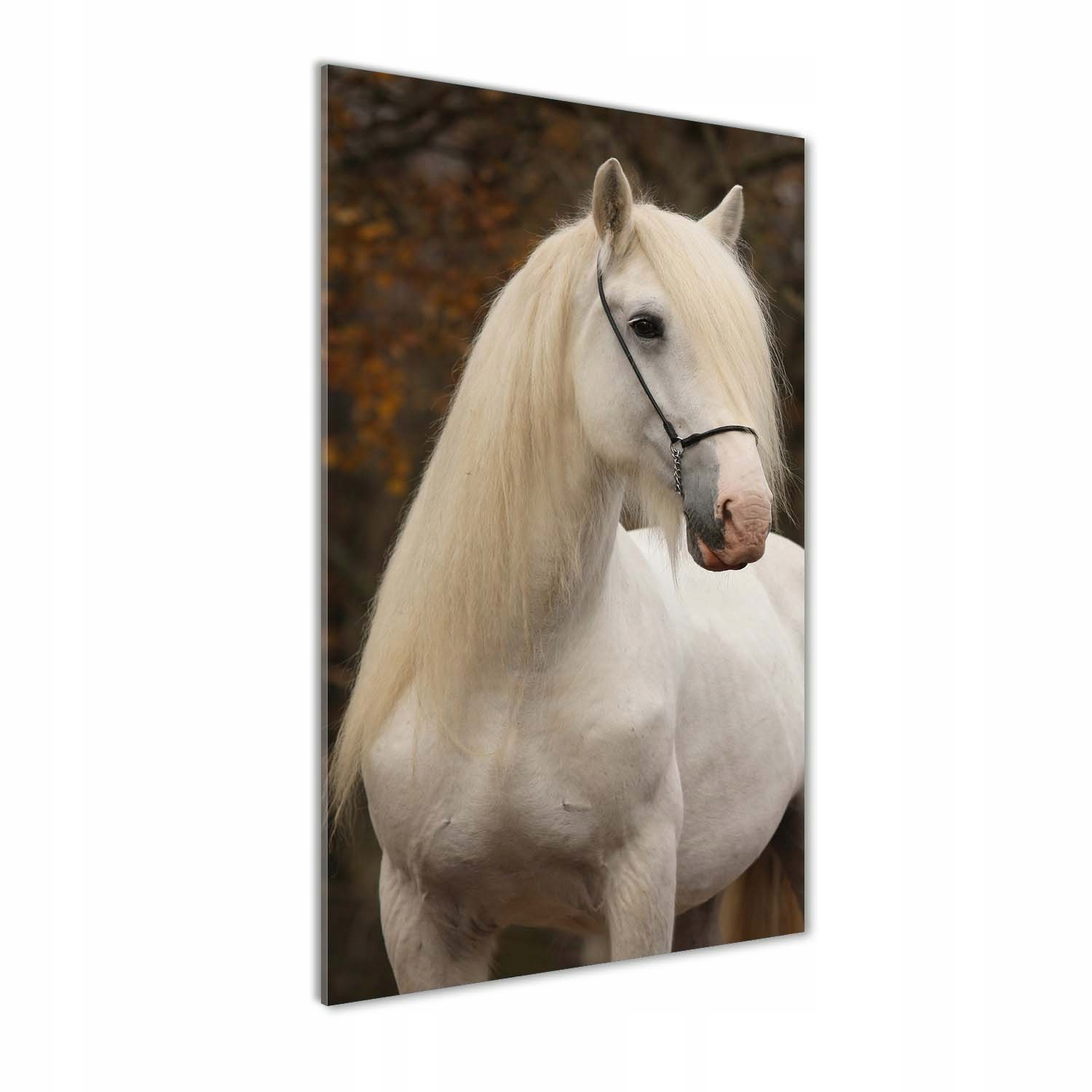 

Foto obraz akrylowy na ścianę Biały koń 50x100cm
