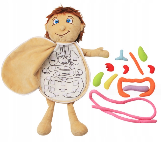 ZABAWKA PLUSZOWA NARZĄDY ANATOMIA ZABAWKI DLA DZIECI MIĘKKA LALKA