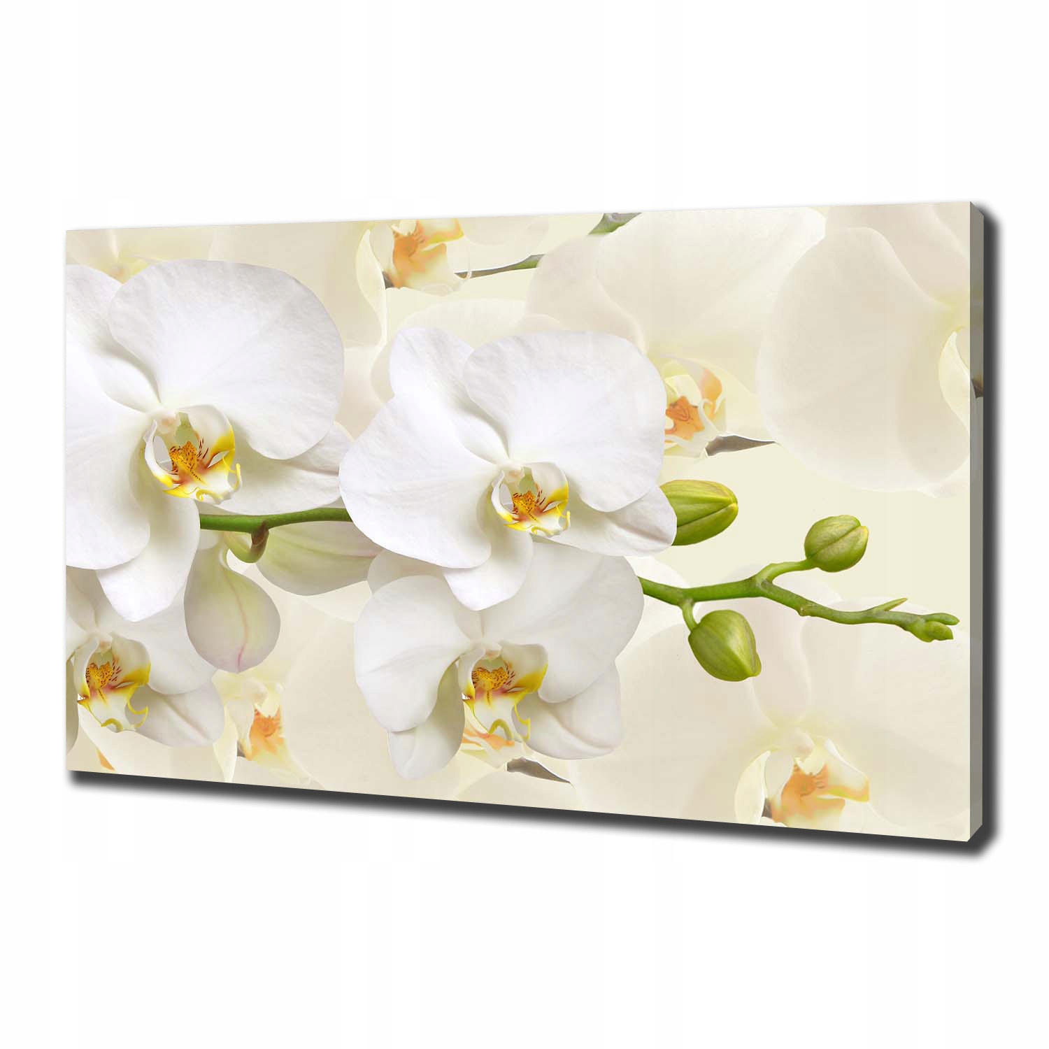 

Foto obraz canvas na ścianę Orchidea 100x70 cm