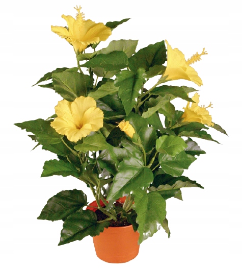 

hibiskus w doniczce sztuczna Premium 02
