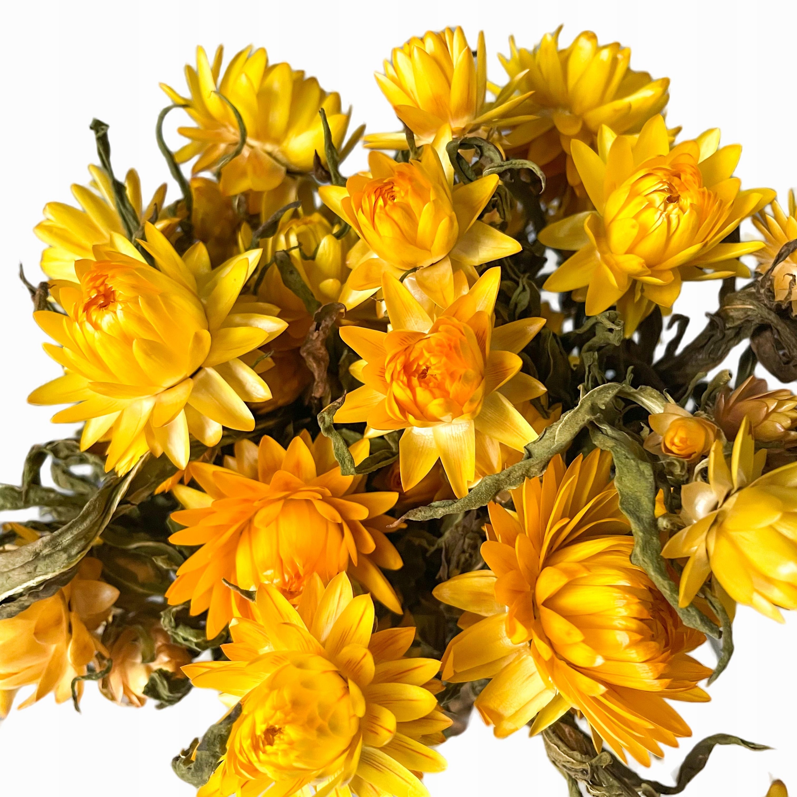 

Kocanka żółta, suszone kwiaty, Helichrysum