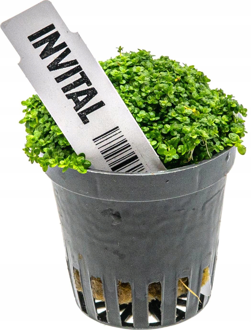 INVITAL Hemianthus callitrichoides koszyk Ø 5,5 cm