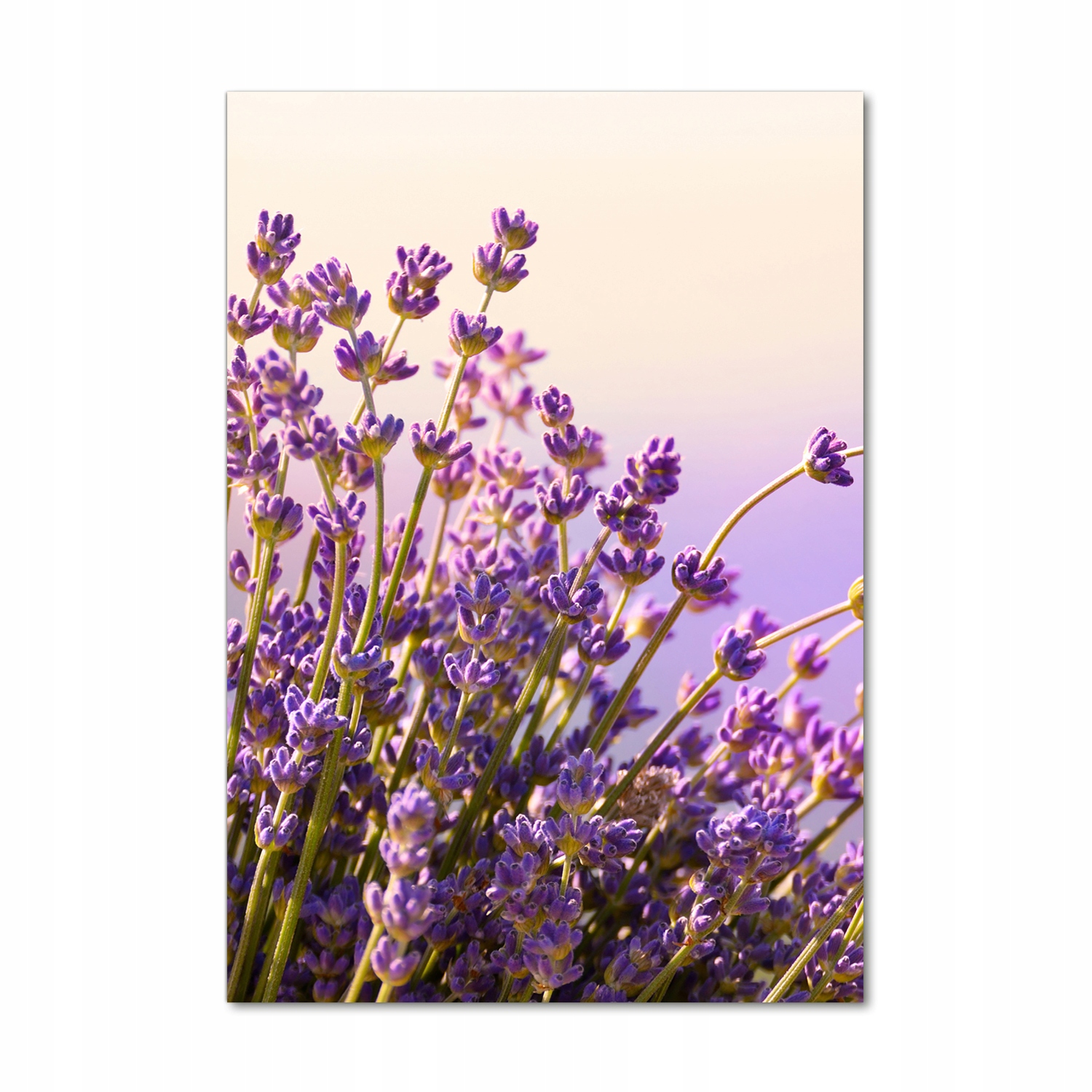 

Foto obraz akrylowy na ścianę Lawenda 70x100 cm